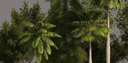 CGTrader – Tree Pack 01 3D models