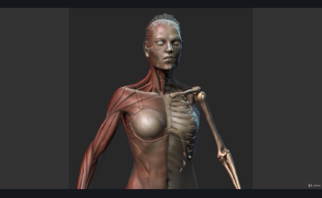 Female Anatomy Sculpting in Zbrush