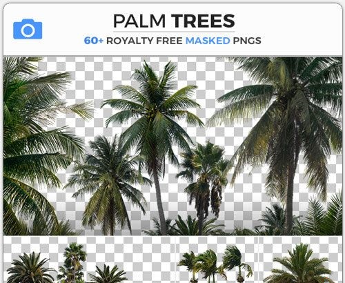 PHOTOBASH – Palm Trees