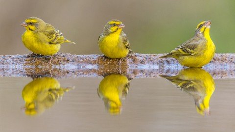 Canary Deployments To Kubernetes Using Istio and Friends