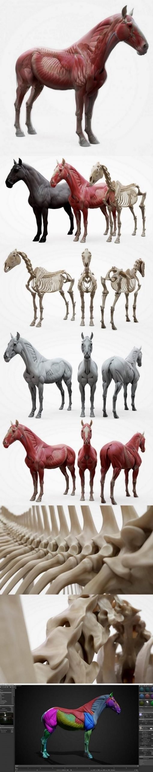 3D Scan Store – Horse Ecorche