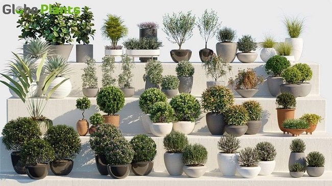 Globe Plants – Bundle 01 – Ornamental and Decorative Pot Plants