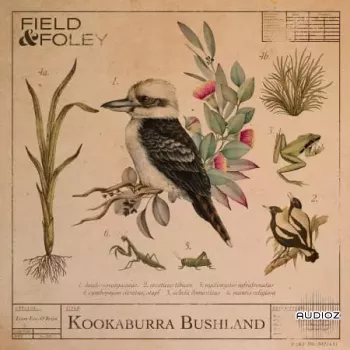 Field and Foley Kookaburra Bushland WAV-FANTASTiC