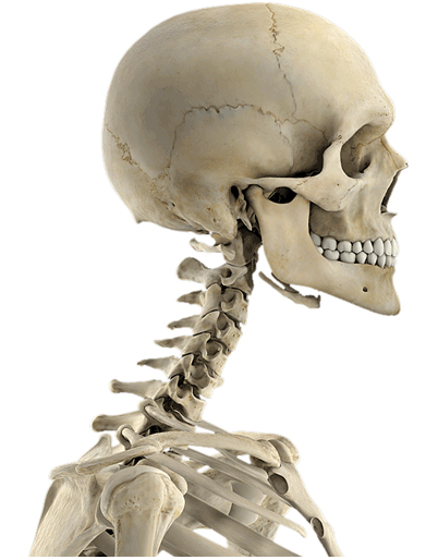 Skeletal System Pro III v3.0 Mac OS X