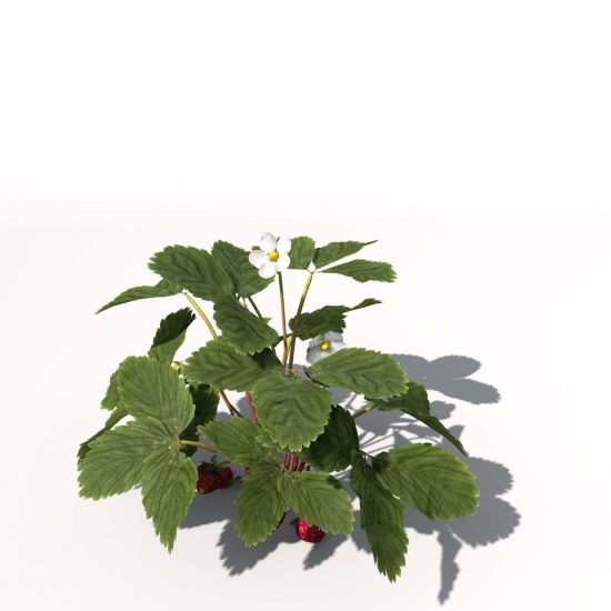 AG06-strawberry-09_550x550