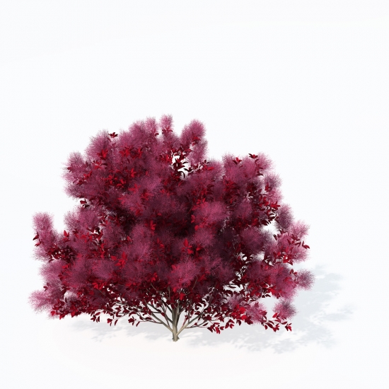 EU45-european-smoketree-07_550x550