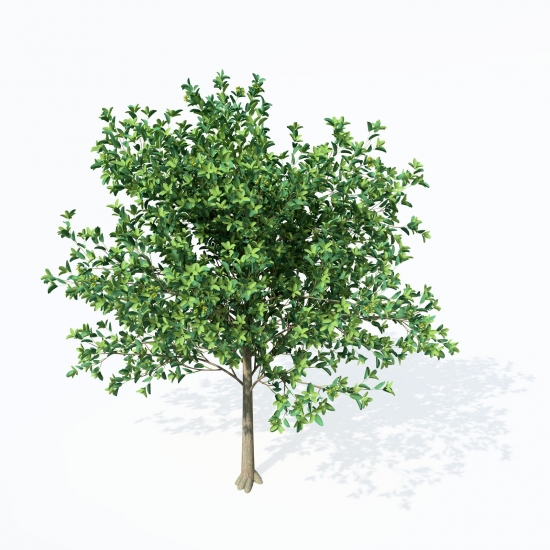 EU45-european-smoketree-09_550x550