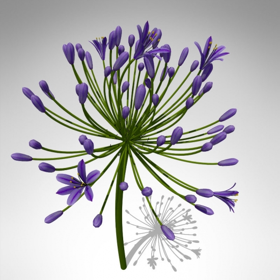 FL21-bell-agapanthus-1_550x550