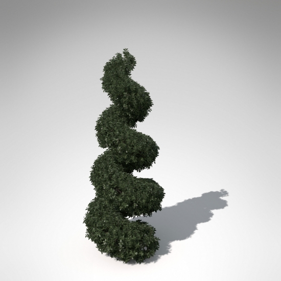 LS02-boxwood-02_550x550