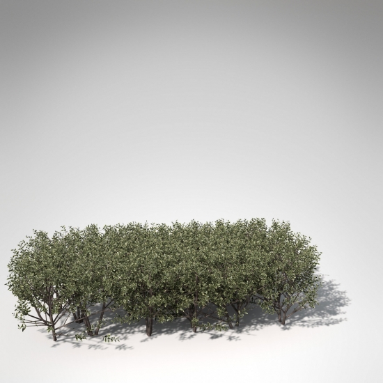 LS04-golden-leaved-boxwood-09_550x550