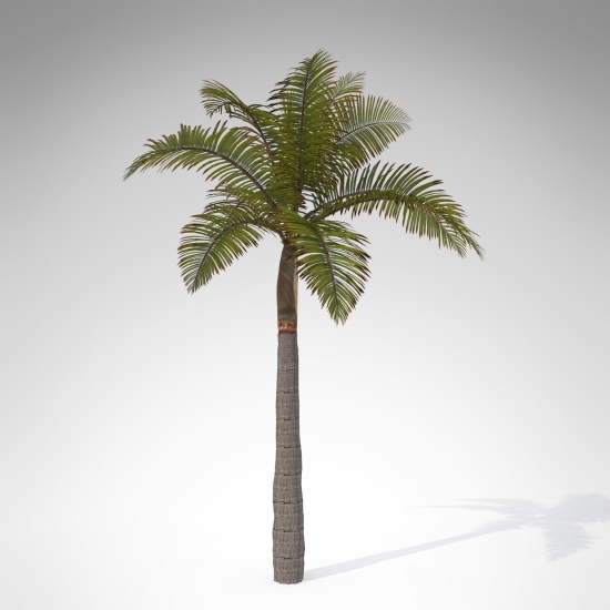 TR02a-king-palm_550x550