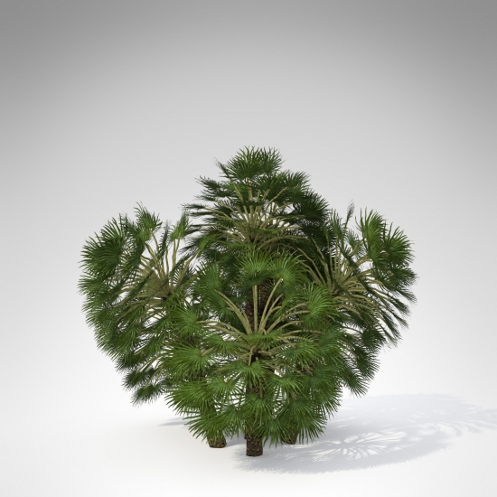 TR05ag-mediterranean-fan-palm_550x550