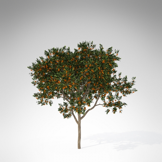 TR06a-sweet-orange-tree_550x550