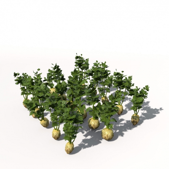 VG02-celery-07_550x550