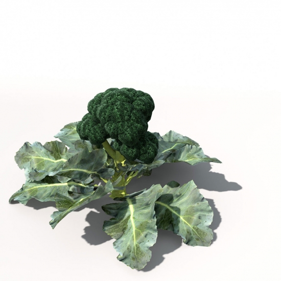 VG04-broccoli-09_550x550