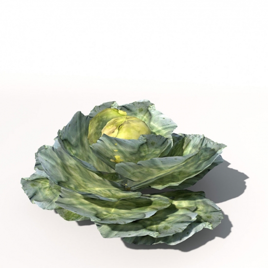 VG05-cabbage-09_550x550