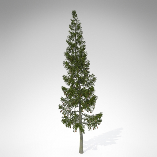 WE01a-grand-fir_550x550