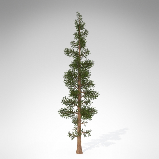 WE02a-subalpine-fir_550x550