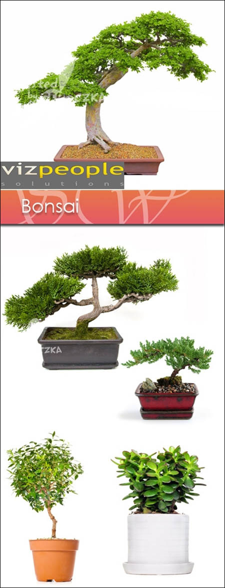 VizPeople – Bonsai