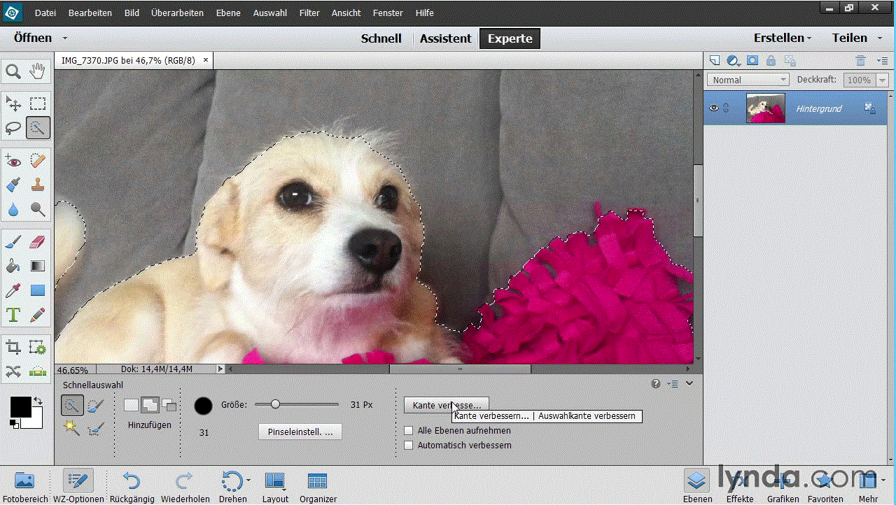  Photoshop Elements 13 – Grundlagen So einfach organisieren und bearbeiten Sie Ihre Bilder