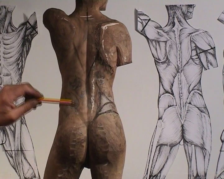 Carving the Male Torso