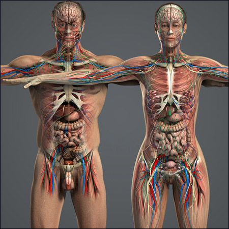 Human Anatomy Models