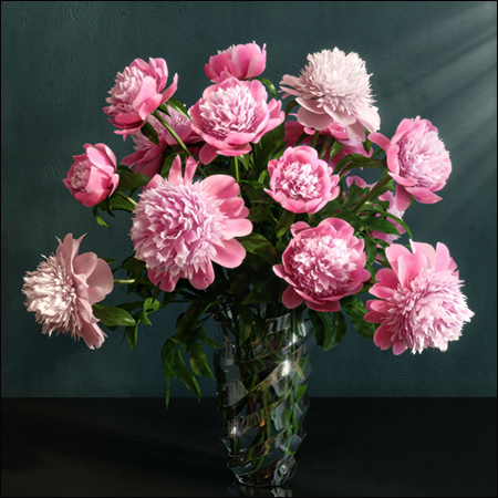 Pink Peonies varieties Barbara