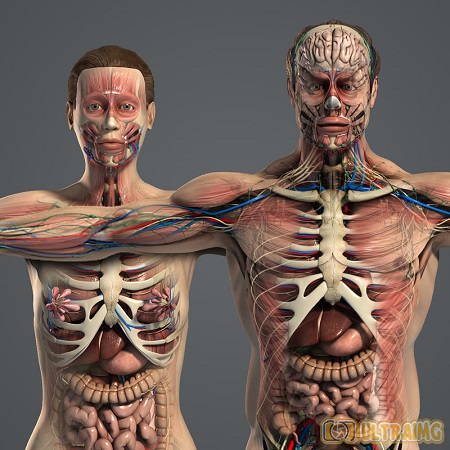 Turbosquid – plasticboy Male and Female Anatomy Complete Pack V05