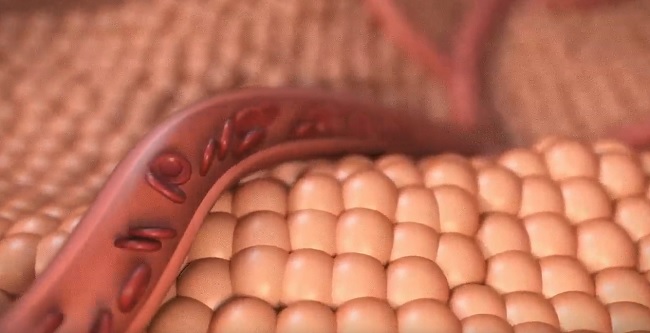 Skillshare – Animating Blood Flow in a Vessel with C4D