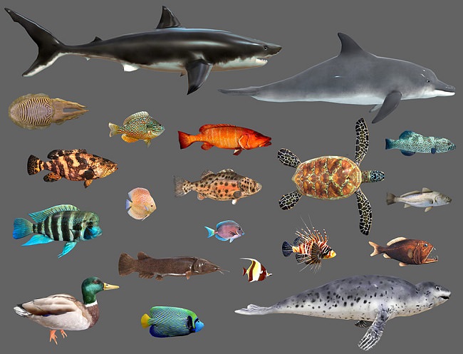 Cubebrush – Low poly Fish Collection Animated Pack 2