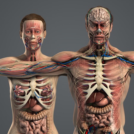 Turbosquid – Male and Female Anatomy Even More Complete Pack V05