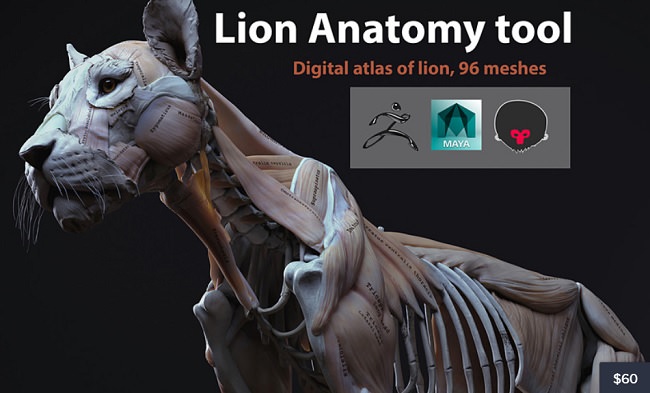 Cubebrush – Lion Anatomy