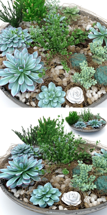 Pots with plants succulents