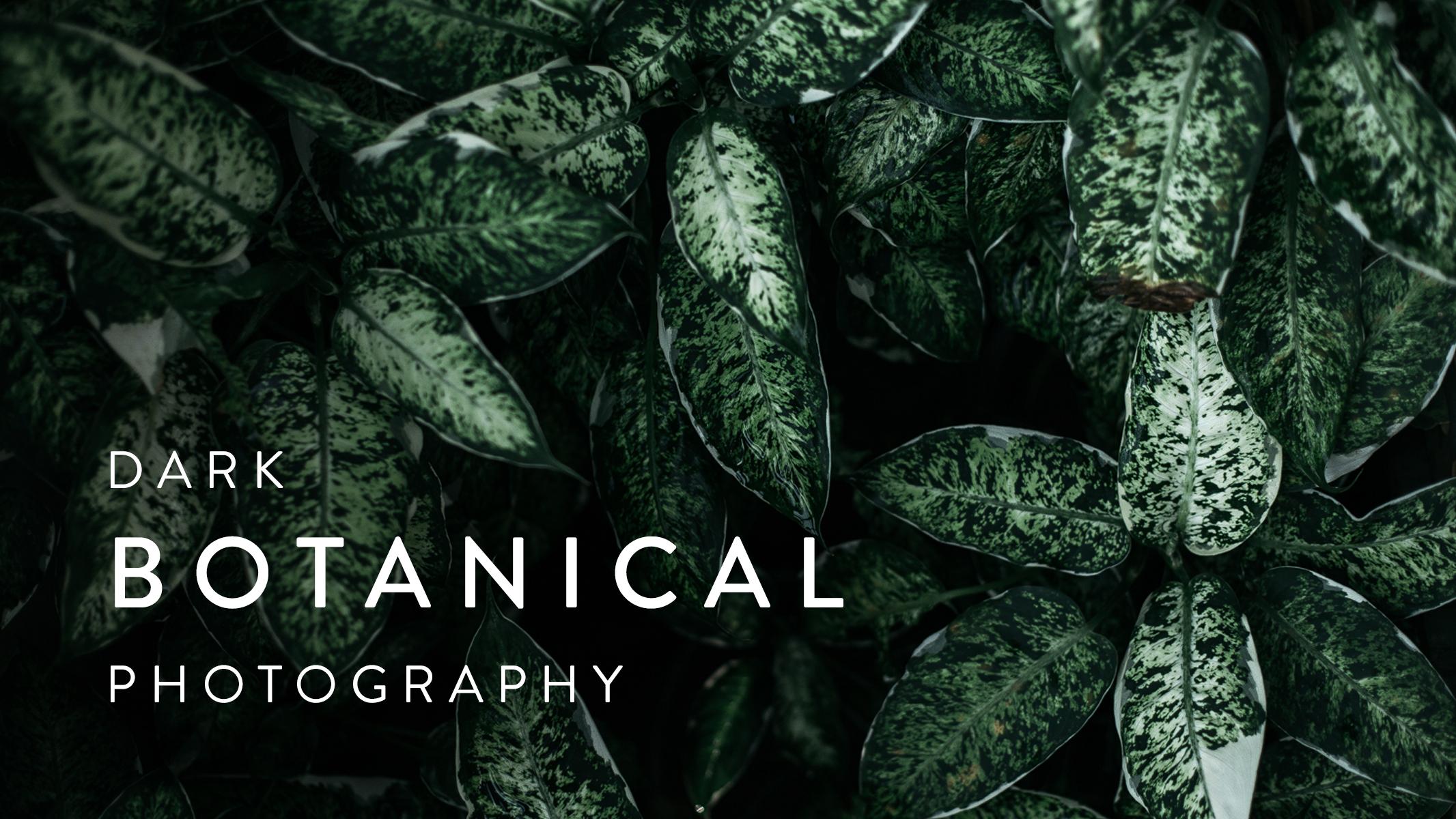 Dark Botanical Photography: Capture Beautifully Moody Images of Plants