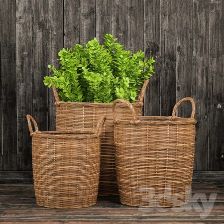 Basket with plants