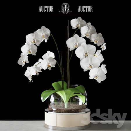 Orchid ART Auctor