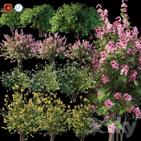 Set flowering shrubs 4