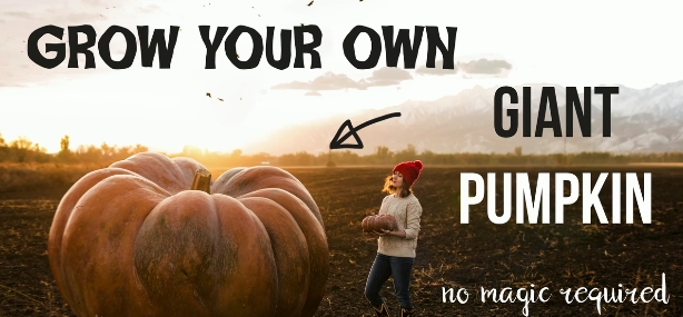 Creative Photography: Grow Your Own Giant Pumpkin