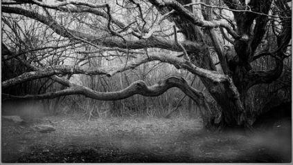 Create Stunning Black & White Images with Nik Silver Efex