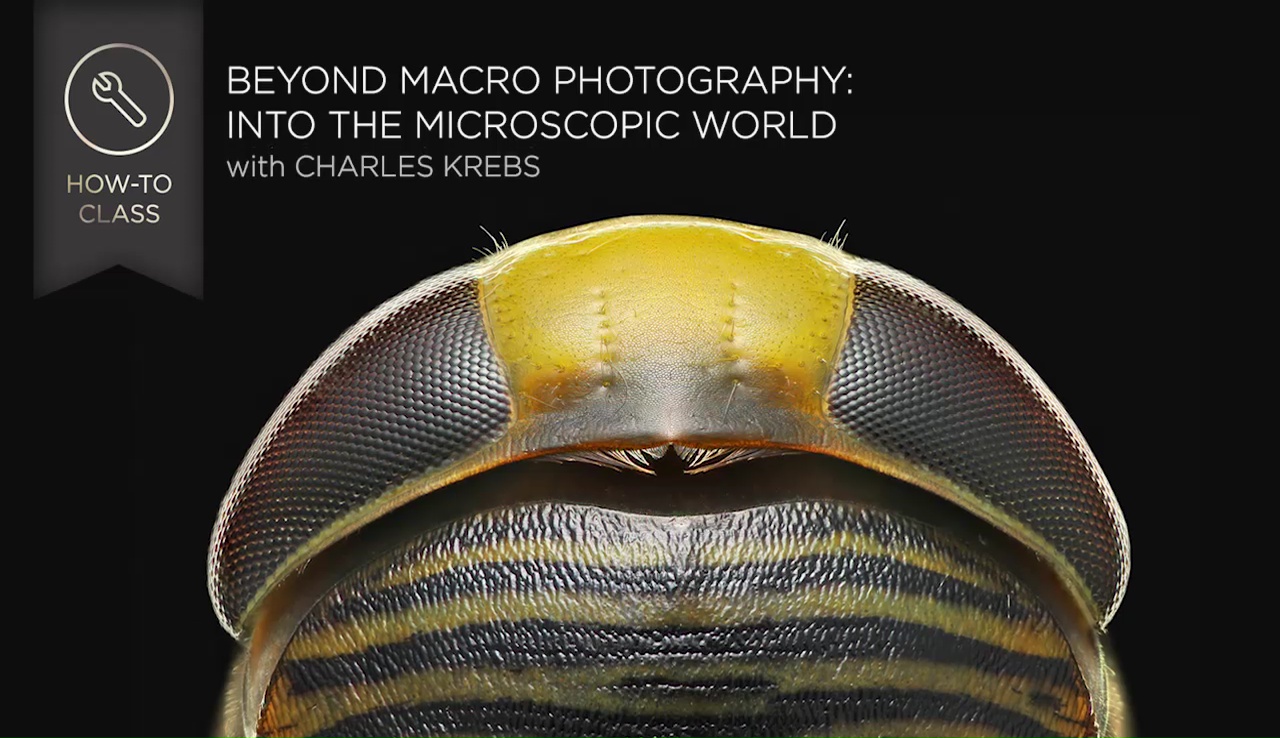 Beyond Macro Photography: Into the Microscopic World