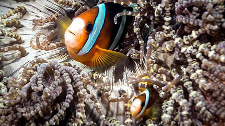 Lynda - Learning Underwater Photography