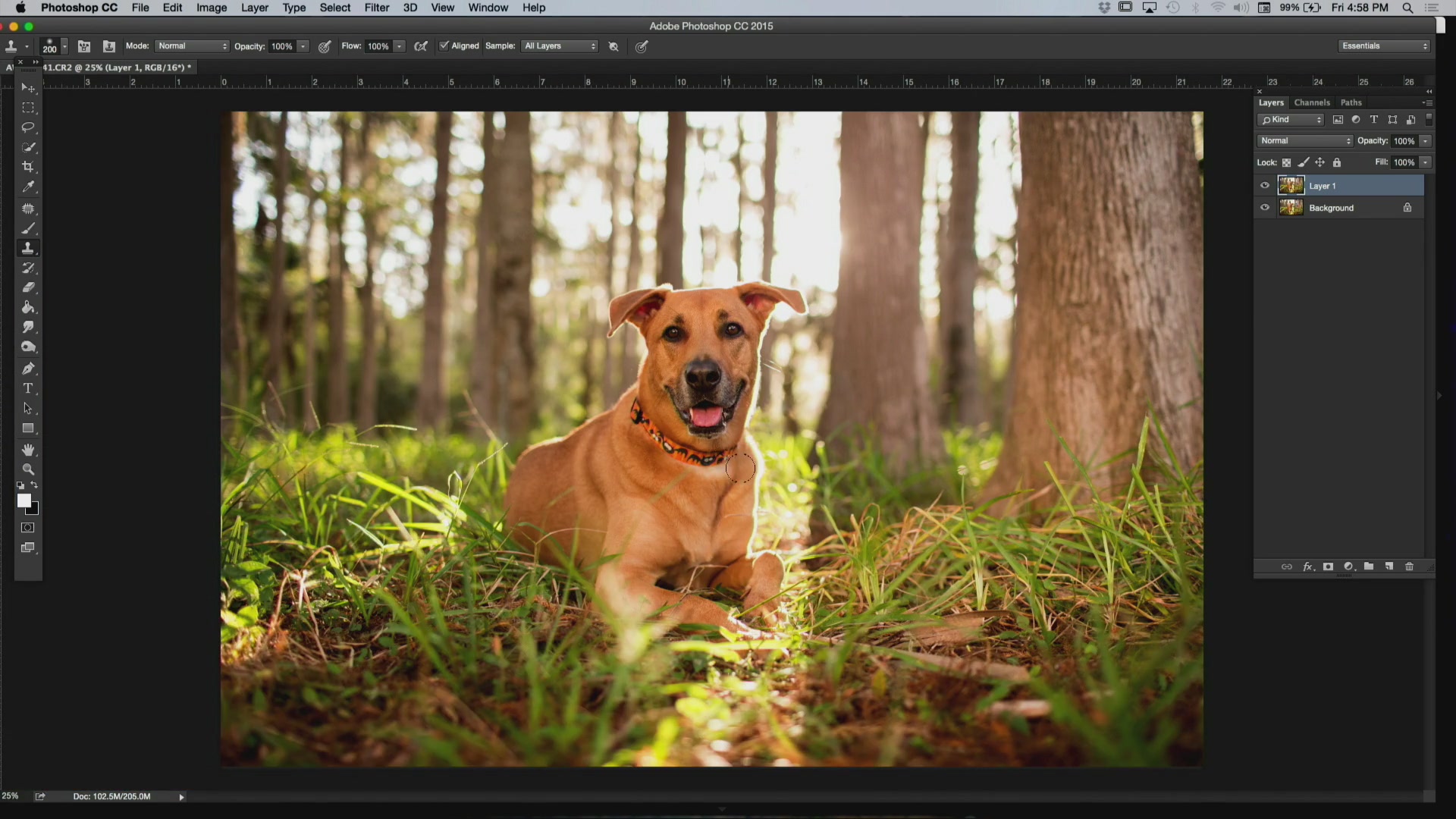 Kelbyone - The Secrets to Capturing the Best Dog Photos Ever Taken