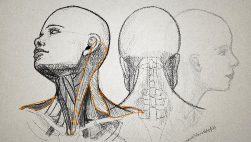 Dixxl Tuxxs - Drawing The Human Head + Project Files