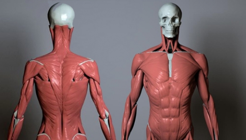 Uartsy – Artistic Anatomy in ZBrush