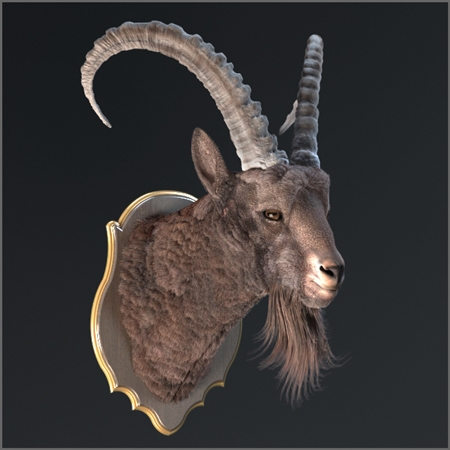 Siberian ibex